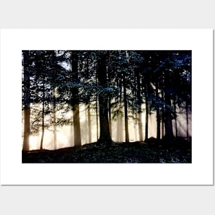 Sun rays tree trunks / Swiss Artwork Photography Posters and Art